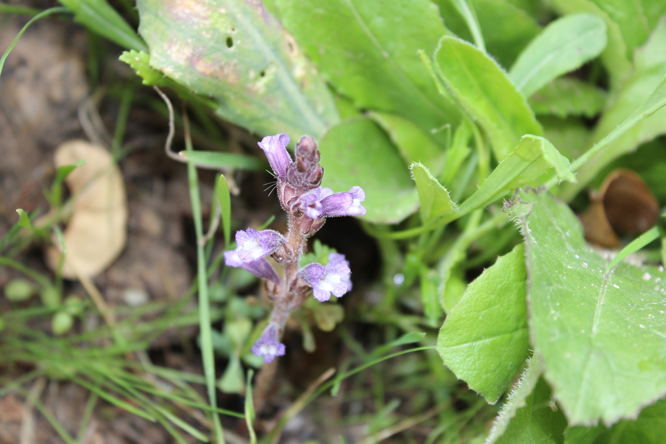 Plant Image
